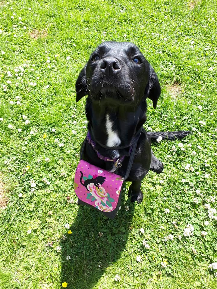 The Crossbody Bag PDF Sewing Pattern worn by a dog